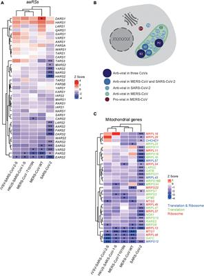 The Landscape of <mark class="highlighted">Aminoacyl-tRNA</mark> Synthetases Involved in Severe Acute Respiratory Syndrome Coronavirus 2 Infection